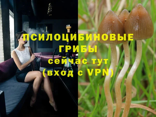 прущие грибы Вяземский